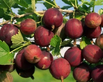 олави крыжовник