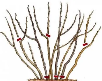 обрезка куста крыжовника.jpg