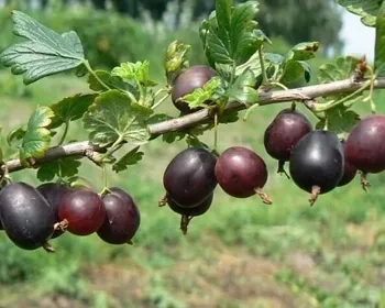 северный капитан крыжовник