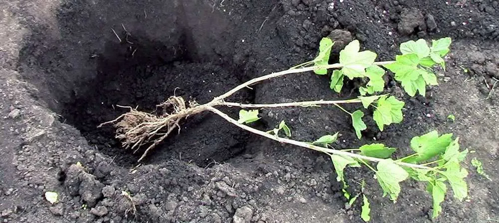 посадка крыжовника в открытый грунт.jpg