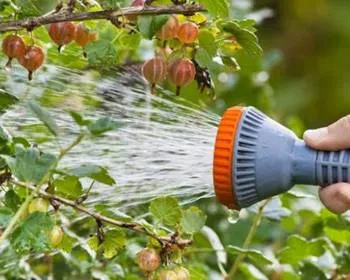 полив крыжовника.jpg