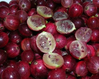 краснославянский крыжовник