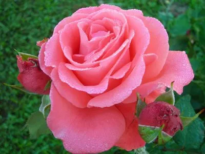 Французкие розы.jpeg