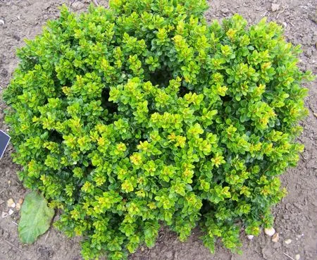 Карликовые кустарники для сада Карликовые кустарники для сада