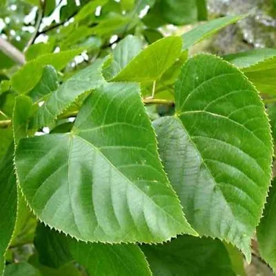 Липа мелколистная в Москве