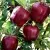 Яблоня РЕД ЧИФ в Москве