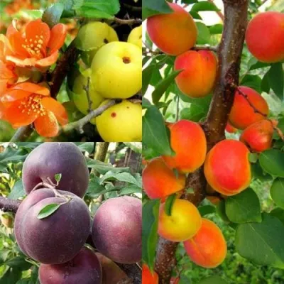 Комплект САД ДЛЯ ГУРМАНА — описание сорта Комплект САД ДЛЯ ГУРМАНА в Москве