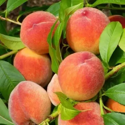Персик РЭД ХЕВЕН — описание сорта Персик РЭД ХЕВЕН в Москве