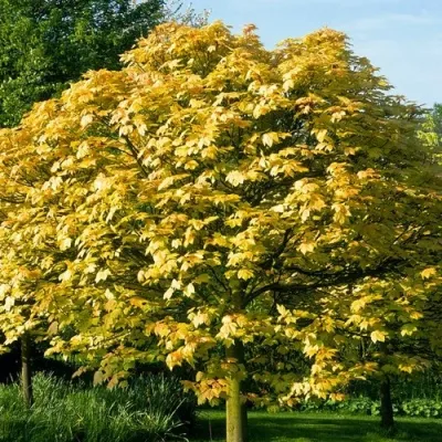 Клен ложноплатановый — описание сорта Клен ложноплатановый в Москве