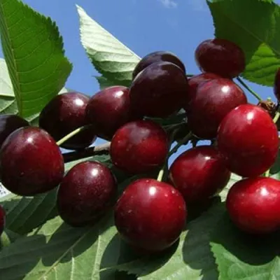 Черешня РЕВНА в Москве