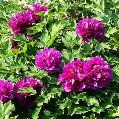 Пион ОРНАМЕНТ древовидный — описание сорта Пион ОРНАМЕНТ древовидный в Москве