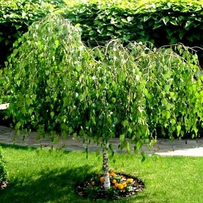 Береза в Москве