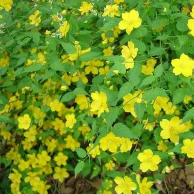 Керрия японская ГОЛДЕН ГИНЕЯ в Москве