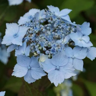 Гортензия БЛЮ ДЕКЛ пильчатая — описание сорта Гортензия БЛЮ ДЕКЛ пильчатая в Москве