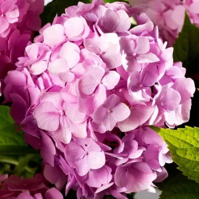 Гортензия БУКЕТ РОУЗ крупнолистная — описание сорта Гортензия БУКЕТ РОУЗ крупнолистная в Москве