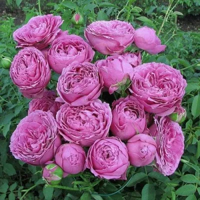 Саженцы роз МИСТИ БАБЛС спрей в Москве