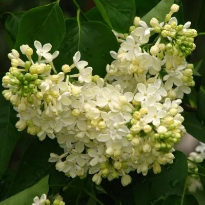 Сирень ПРИМРОУЗ — описание сорта Сирень ПРИМРОУЗ в Москве