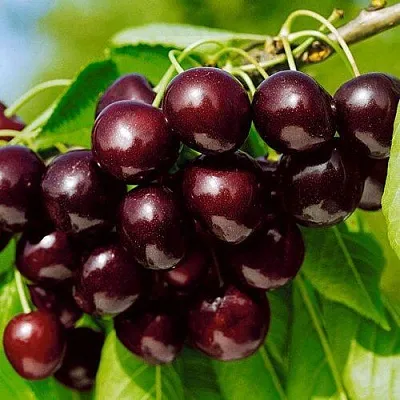 Черешня ВИТЯЗЬ  Черешня ВИТЯЗЬ в Москве