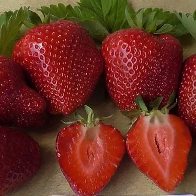 Клубника САНДРА  Клубника САНДРА в Москве