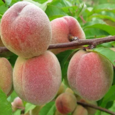 Персик ЕЛГАВСКИЙ в Москве