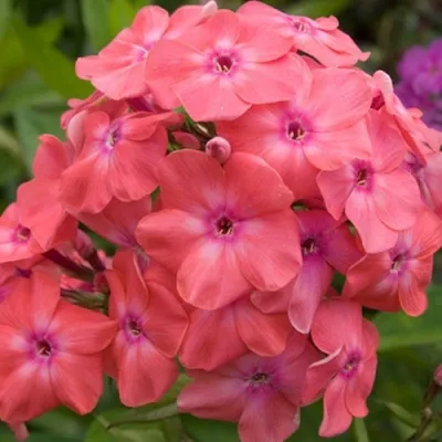 Флокс ВАТЕРМЕЛОН ПАНЧ метельчатый — описание сорта Флокс ВАТЕРМЕЛОН ПАНЧ метельчатый в Москве