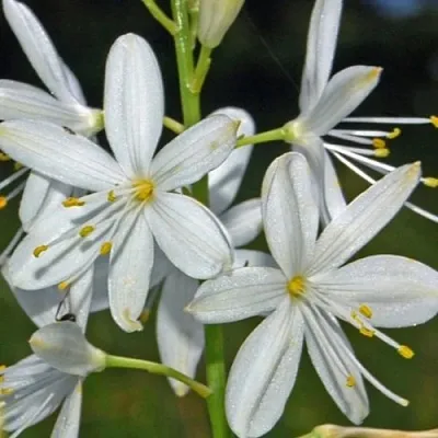 Венечник ветвистый в Москве