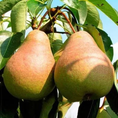 Груша ВЫСТАВОЧНАЯ — описание сорта Груша ВЫСТАВОЧНАЯ в Москве