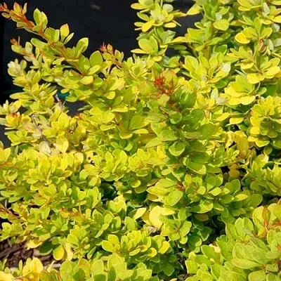 Барбарис СЕНСЕЙШЕН тунберга  Барбарис СЕНСЕЙШЕН тунберга в Москве