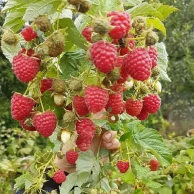 Малина ТАДМОР — описание сорта Малина ТАДМОР в Москве