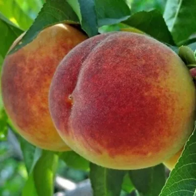 Персик НОВОСЕЛКОВСКИЙ — описание сорта Персик НОВОСЕЛКОВСКИЙ в Москве