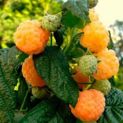 Малина АБРИКОСОВАЯ в Москве