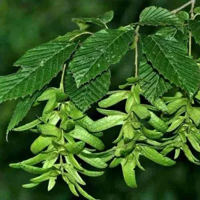 Граб  — описание сорта Граб  в Москве