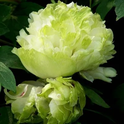 Пион ЗЕЛЕНЫЙ ШАР древовидный — описание сорта Пион ЗЕЛЕНЫЙ ШАР древовидный в Москве