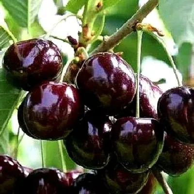 Черешня ДОНЕЦКИЙ УГОЛЁК в Москве