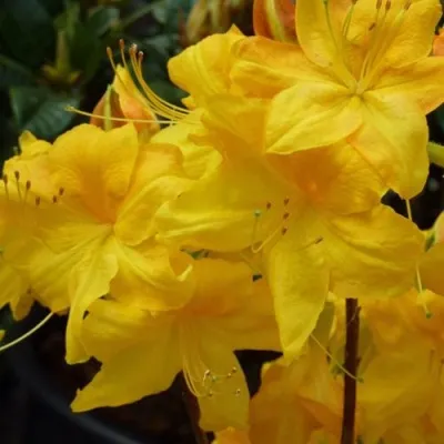 Азалия ЛИМЕТТА листопадная  — описание сорта Азалия ЛИМЕТТА листопадная  в Москве