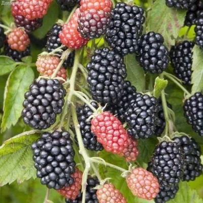 Ежевика НЕБЕСА МОГУТ ПОДОЖДАТЬ бесшипная — описание сорта Ежевика НЕБЕСА МОГУТ ПОДОЖДАТЬ бесшипная в Москве