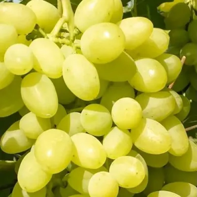 Виноград ДОЛГОЖДАННЫЙ в Москве