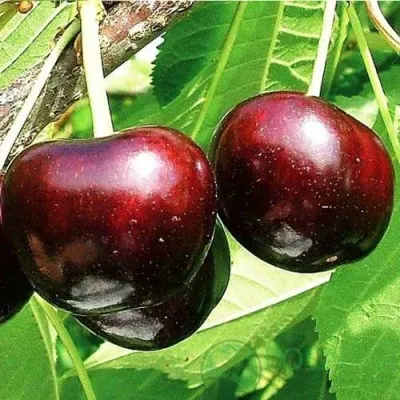 Черешня САММИТ в Москве