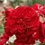 Саженцы роз КРАСНАЯ ШАПОЧКА флорибунда в Москве