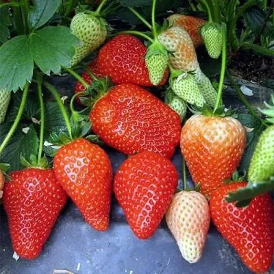 Клубника РОКСАНА в Москве