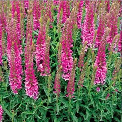 Вероника РОНИКА ФУКСИЯ — описание сорта Вероника РОНИКА ФУКСИЯ в Москве