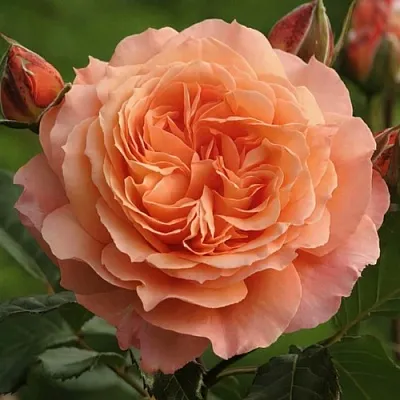 Саженцы роз БЕЛЬВЕДЕР шраб в Москве