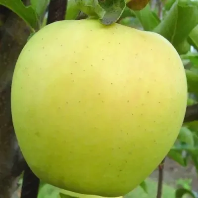 Яблоня ГОЛДЕН ДЕЛИШЕС в Москве