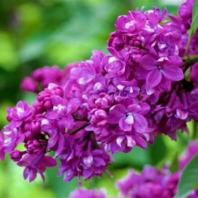 Сирень ОГНИ ДОНБАССА — описание сорта Сирень ОГНИ ДОНБАССА в Москве