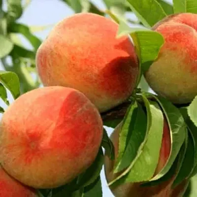 Персик ВАРДЕНИ  Персик ВАРДЕНИ в Москве