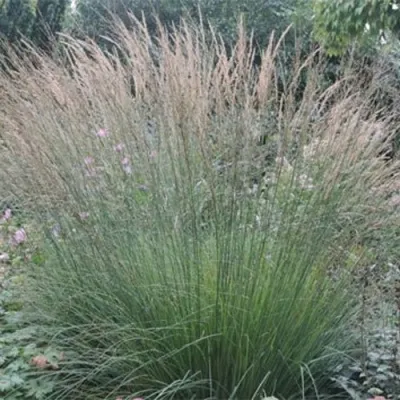 Молиния ХАЙДЕБРАУТ голубая — описание сорта Молиния ХАЙДЕБРАУТ голубая в Москве