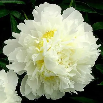 Пион ЗОЛОТОЙ ОРЕОЛ травянистый в Москве