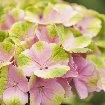 Гортензия МЭДЖИКАЛ КРИСТАЛЛ крупнолистная в Москве