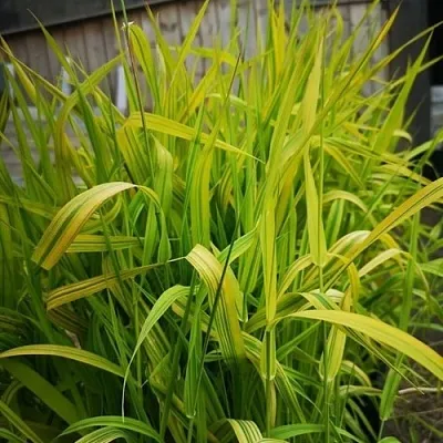 Фалярис АРКТИК САН тростниковый в Москве