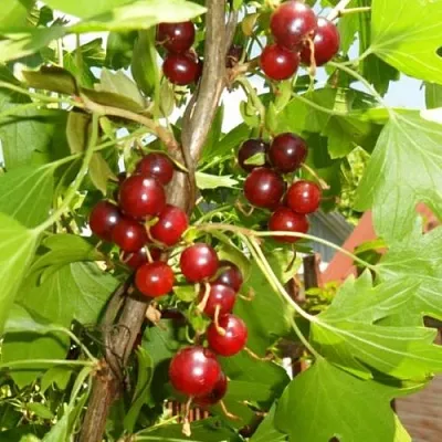 Смородина золотистая ВИШНЕВАЯ  Смородина золотистая ВИШНЕВАЯ в Москве